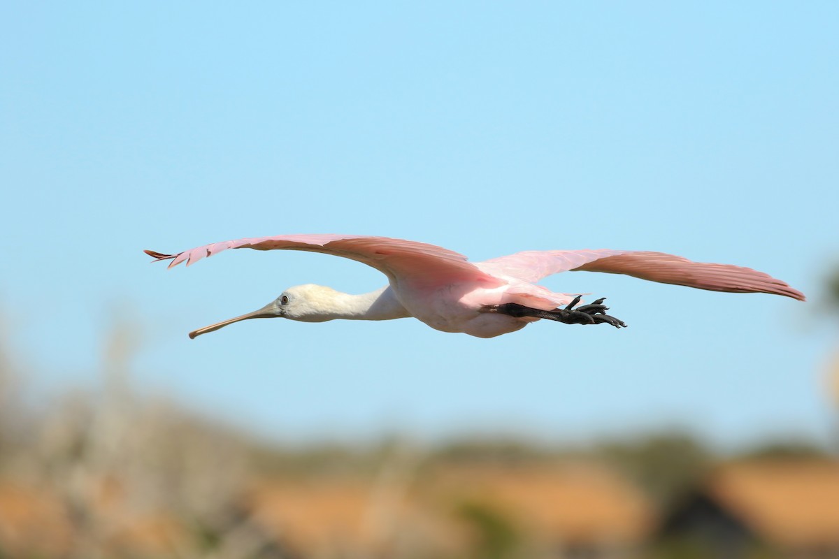 Roseate Spoonbill - ML291333321