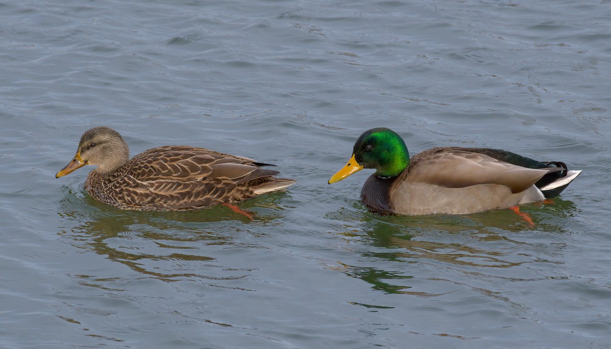 Mallard - ML291333761