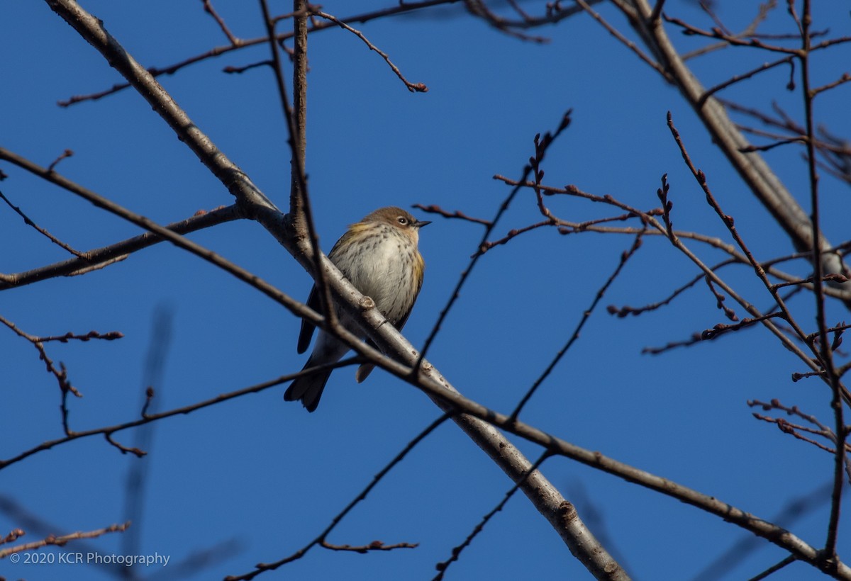 Yellow-rumped Warbler - ML291336941