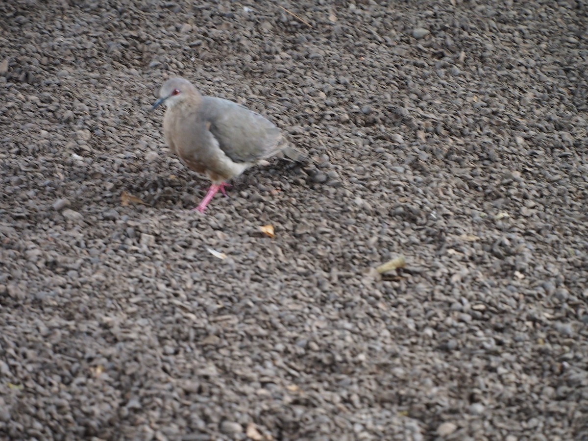 White-tipped Dove - Bitty Roy