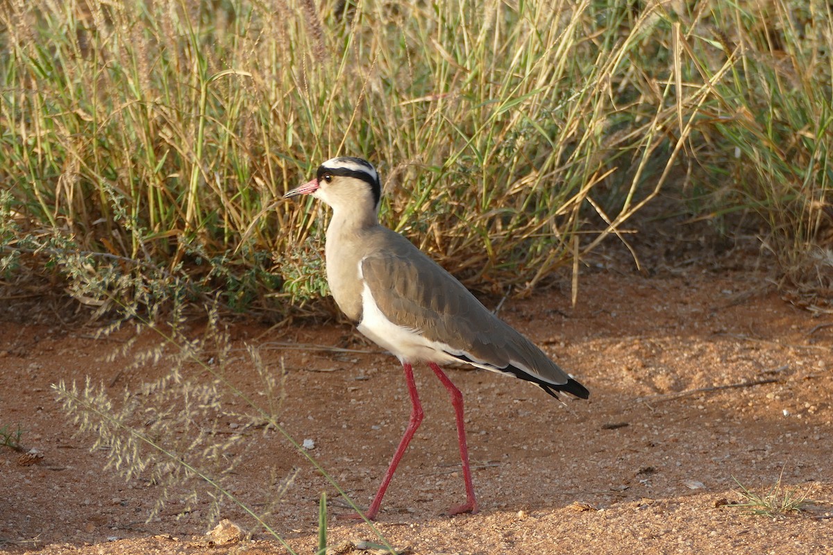 Crowned Lapwing - ML291339981