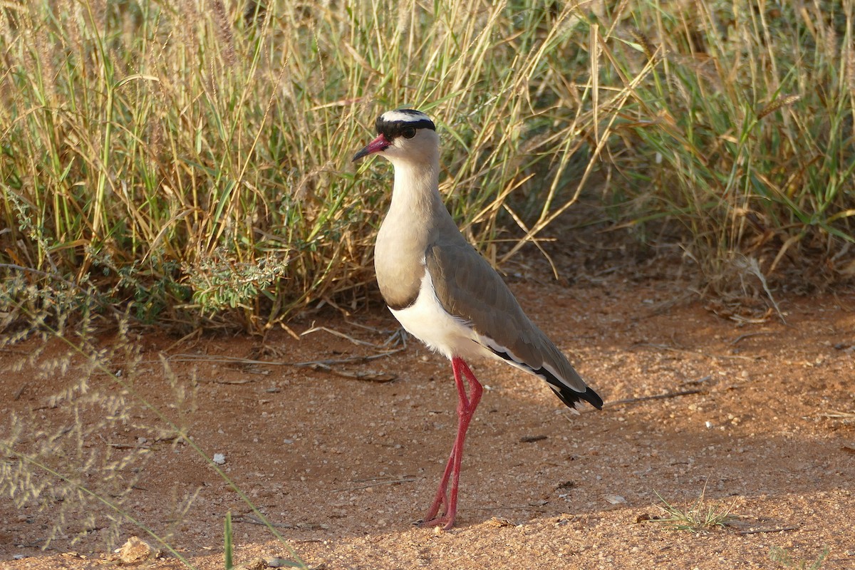 Crowned Lapwing - ML291339991