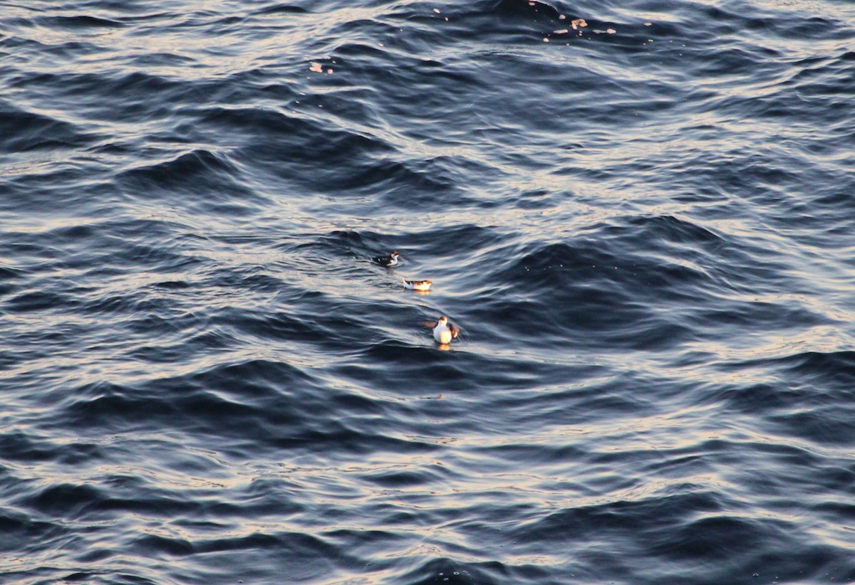 Dovekie - ML291340441