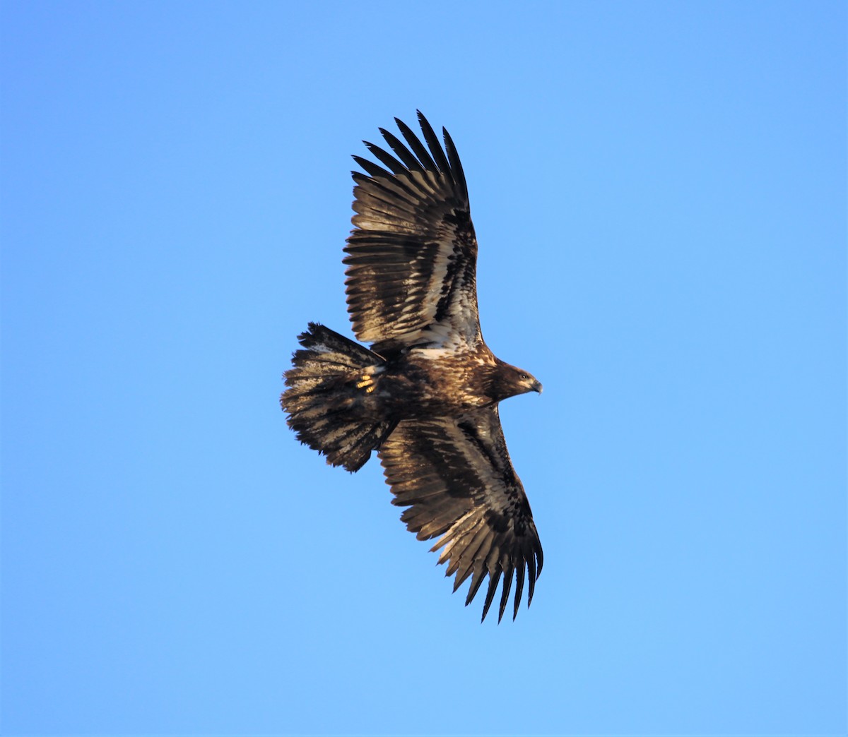 Bald Eagle - ML291340491