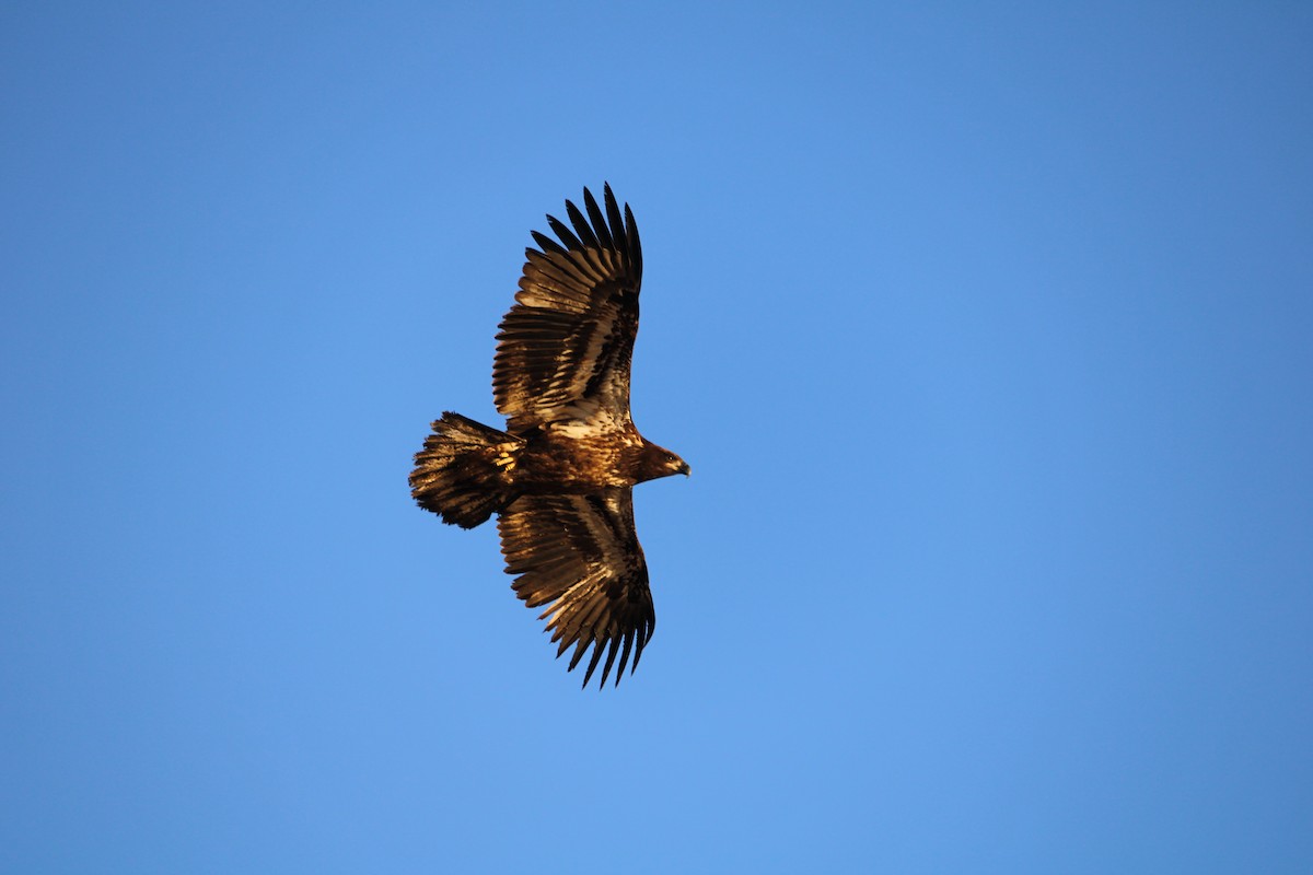 Bald Eagle - ML291340511