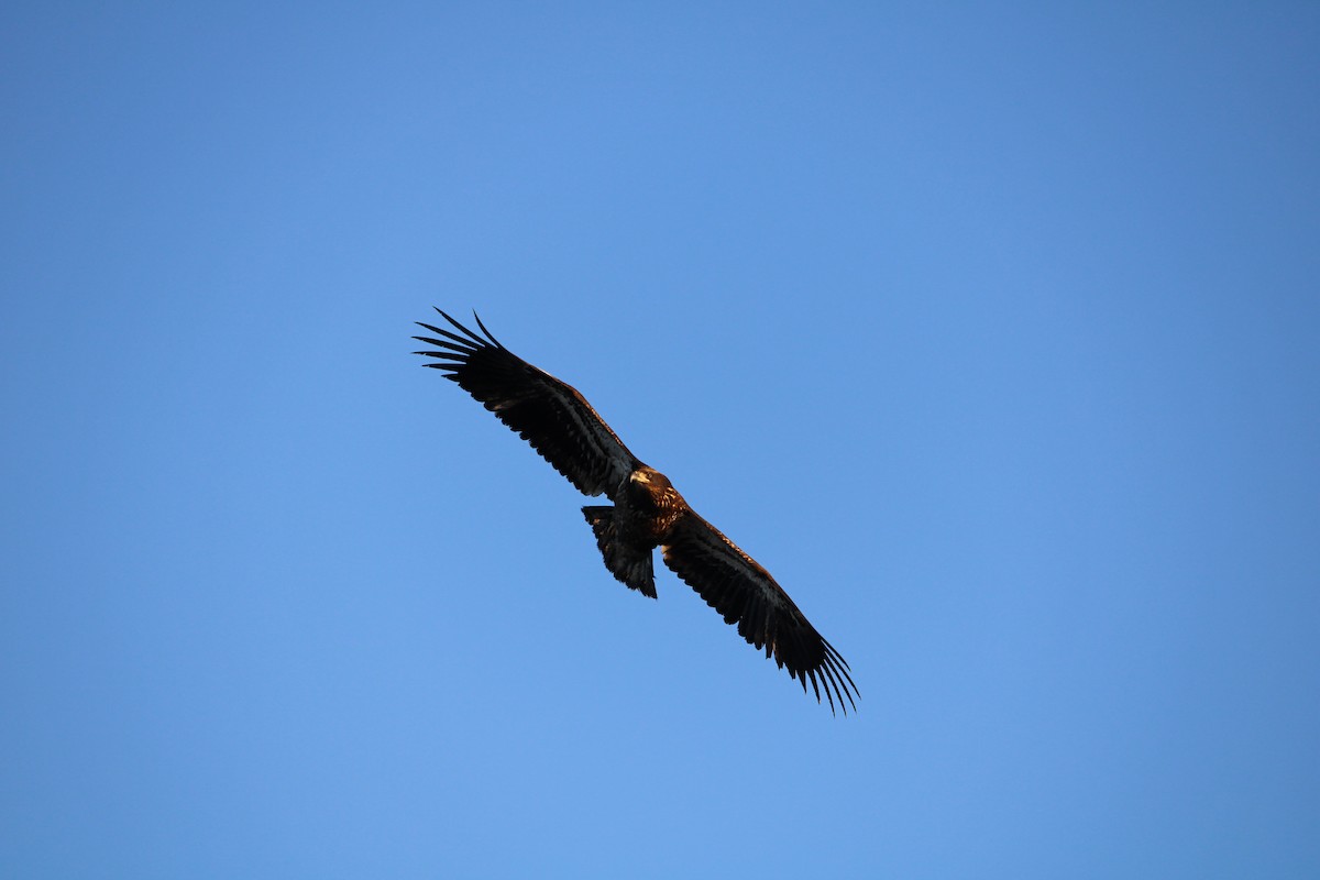 Bald Eagle - ML291340521