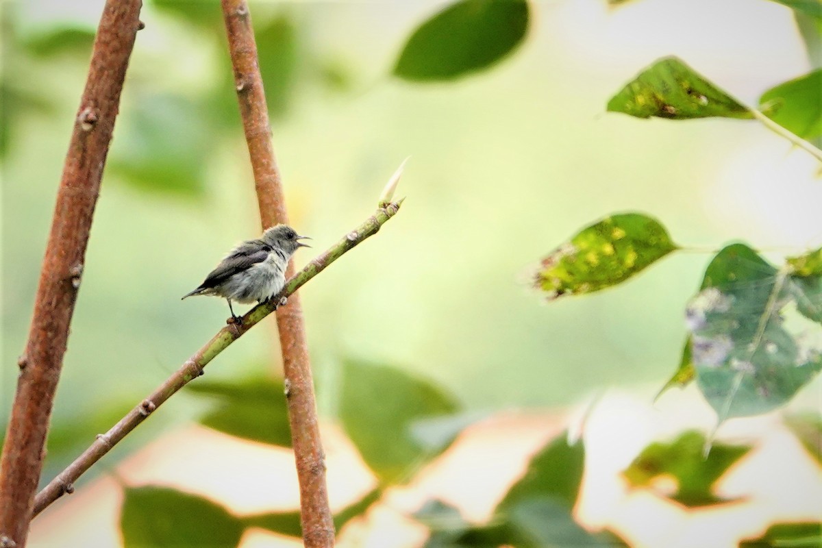 Scarlet-backed Flowerpecker - ML291340731