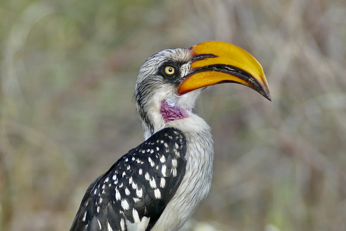 Eastern Yellow-billed Hornbill - ML291341341