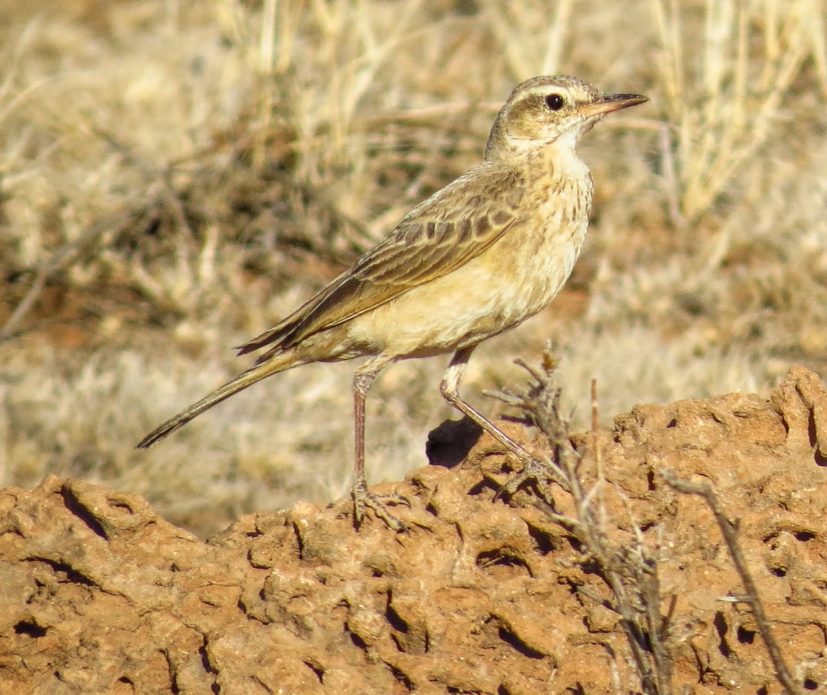 Buffy Pipit - ML291342151