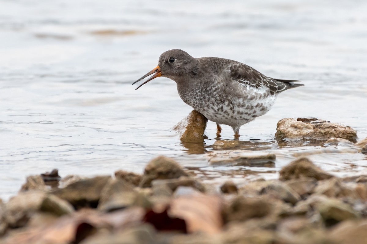 Purple Sandpiper - Eric Nally