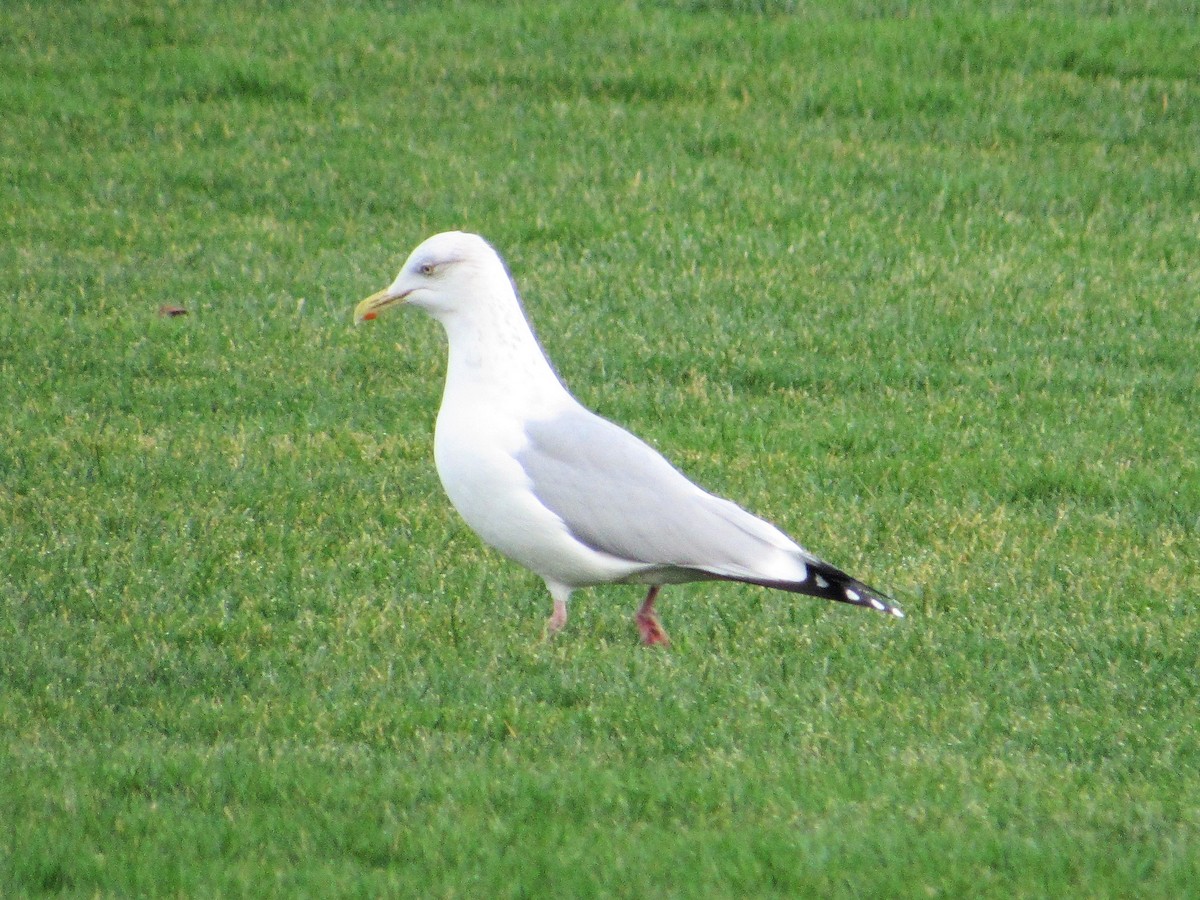 American Herring Gull - ML291344591