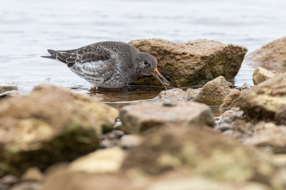 Purple Sandpiper - Eric Nally