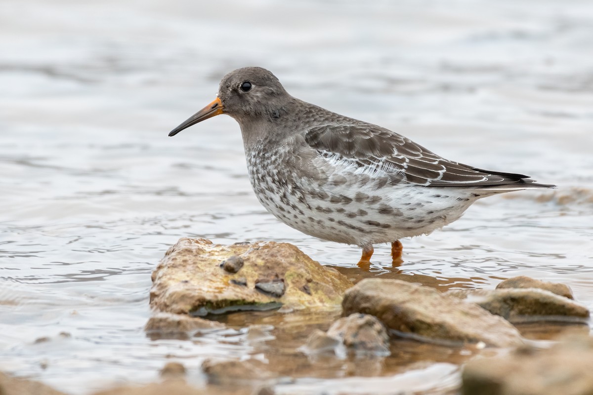 Purple Sandpiper - Eric Nally