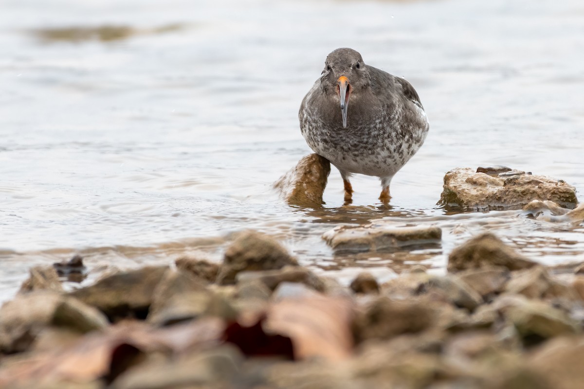 Purple Sandpiper - Eric Nally