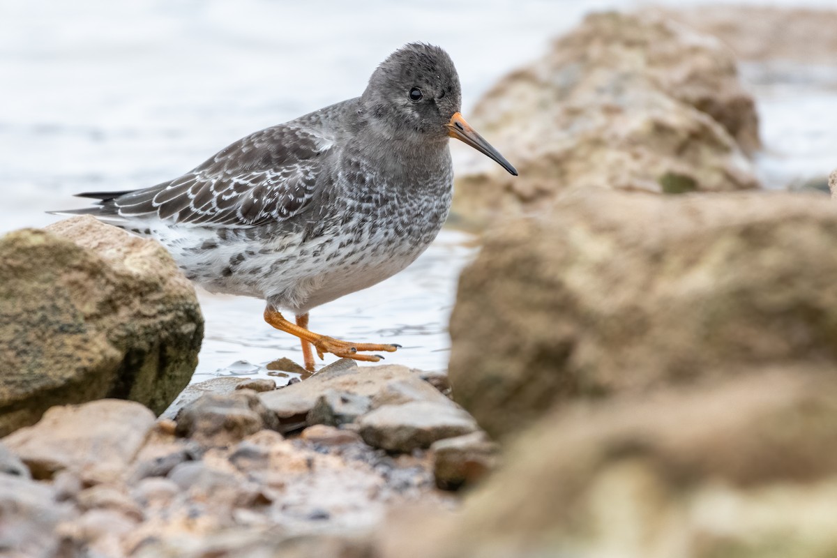 Purple Sandpiper - Eric Nally