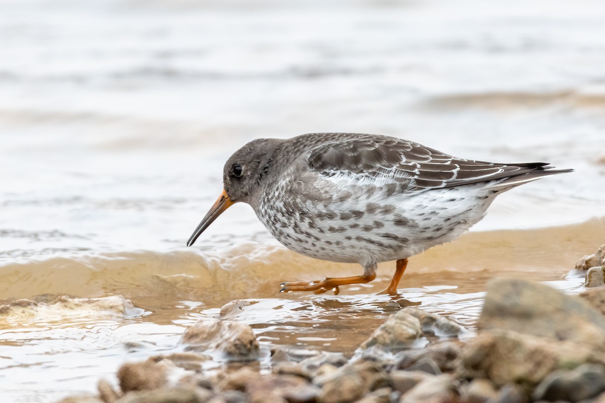 Purple Sandpiper - Eric Nally