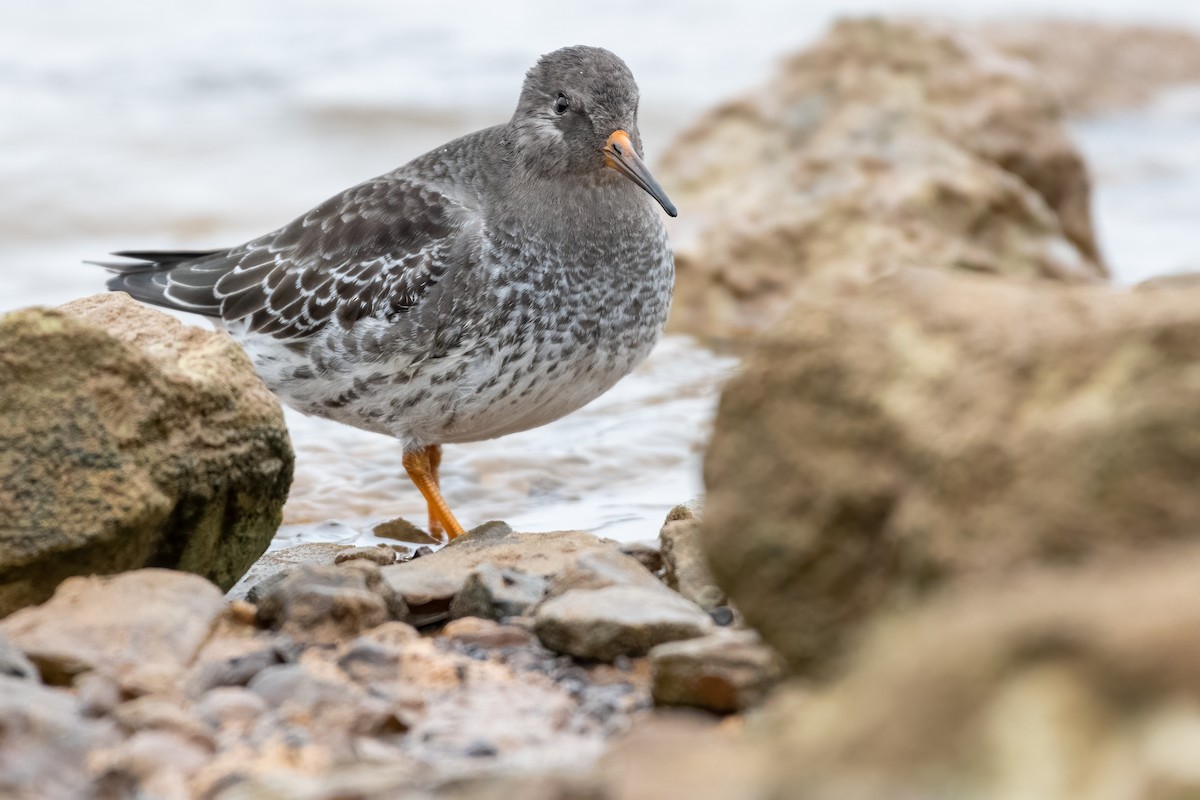 Purple Sandpiper - Eric Nally