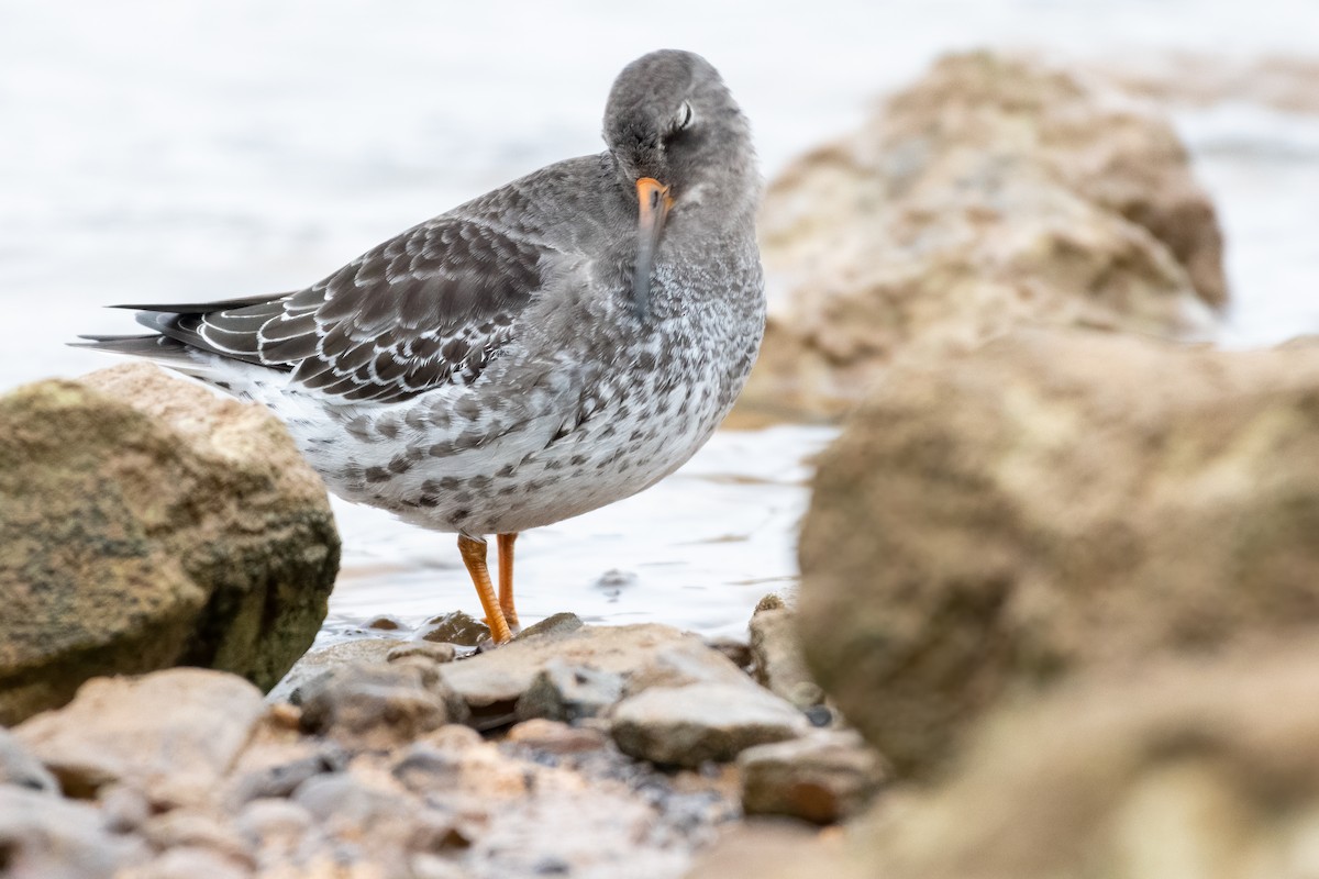 Purple Sandpiper - Eric Nally