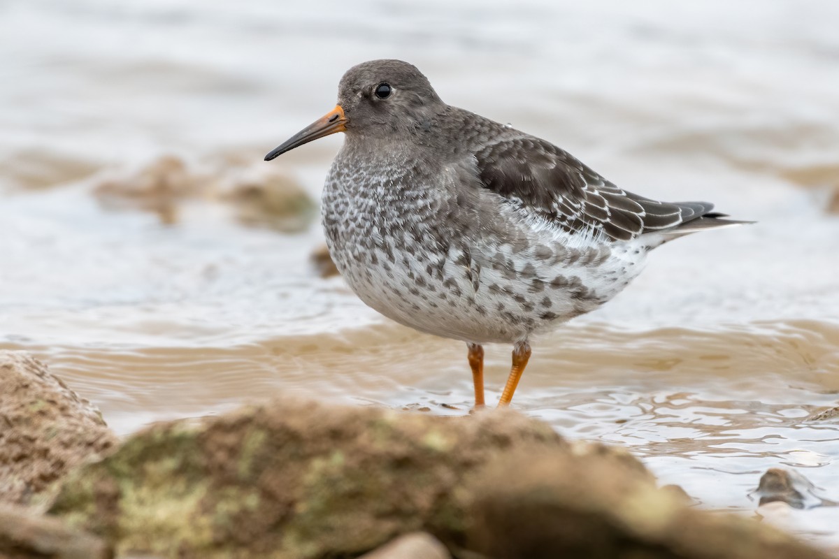 Purple Sandpiper - ML291344791