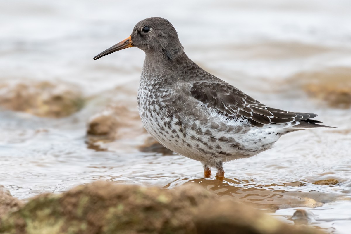 Purple Sandpiper - Eric Nally