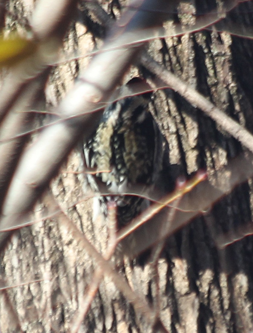 Yellow-bellied Sapsucker - ML291345211