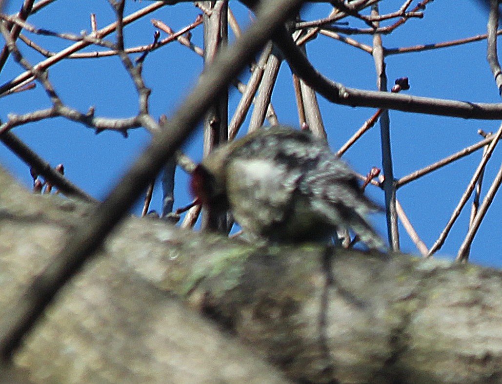 Yellow-bellied Sapsucker - ML291345761
