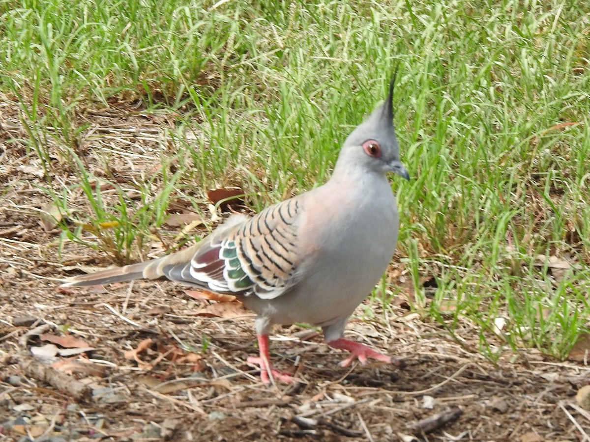 Crested Pigeon - ML291347081