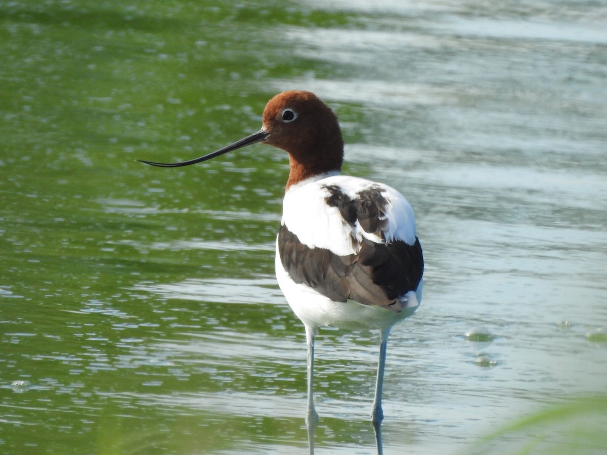 Red-necked Avocet - ML291347281