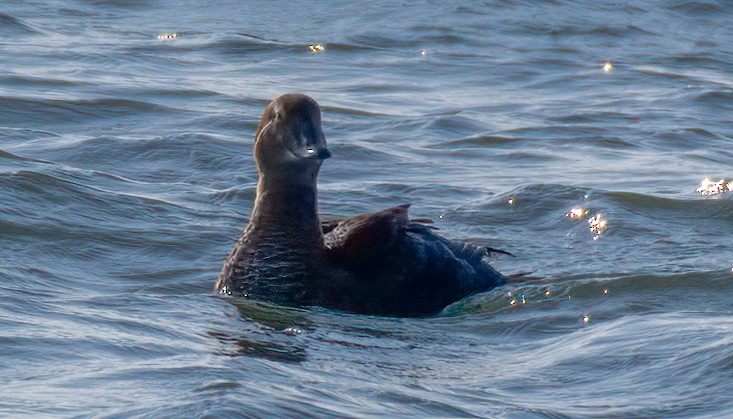 Eider à tête grise - ML291348161