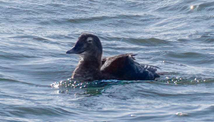 King Eider - Dmitriy Aronov