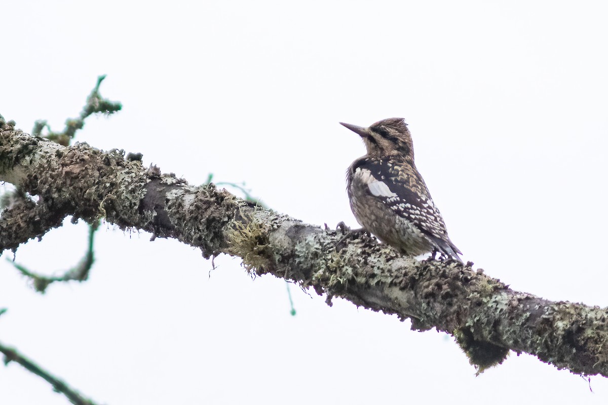 Yellow-bellied Sapsucker - ML291350681