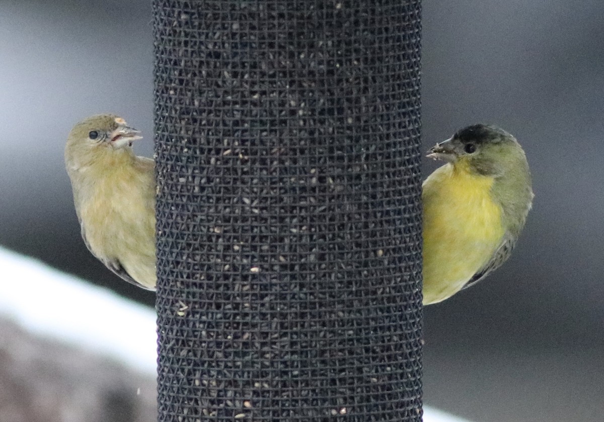 Lesser Goldfinch - ML291355131