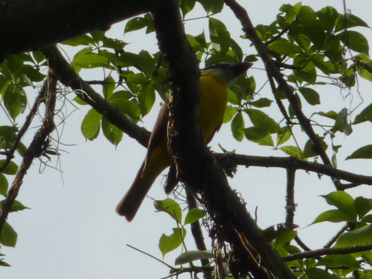 Boat-billed Flycatcher - ML291355971