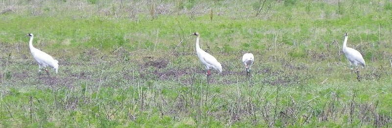 Whooping Crane - ML29135611