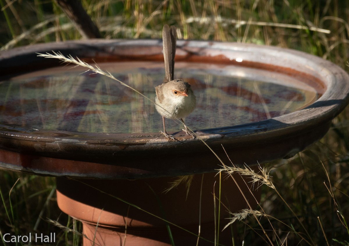 Superb Fairywren - ML291357091