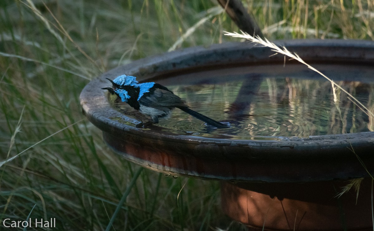 Superb Fairywren - ML291357111