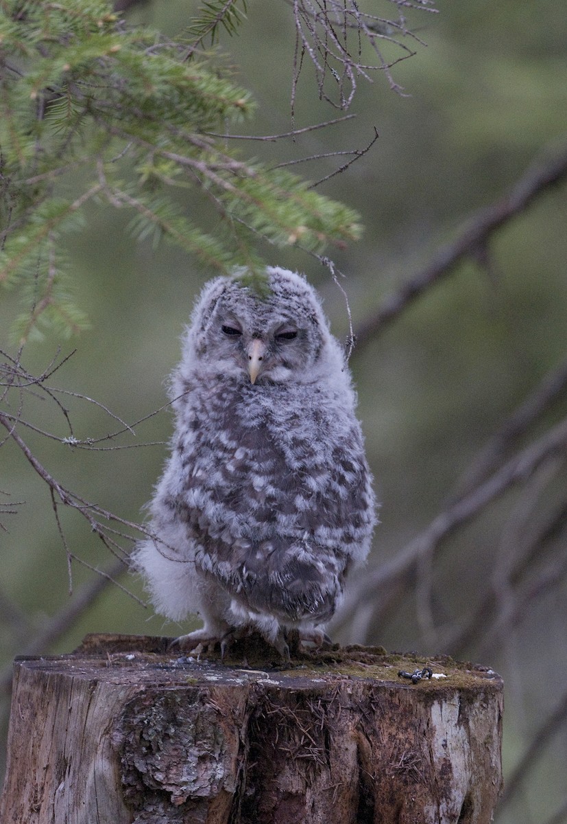 Ural Owl - benny cottele