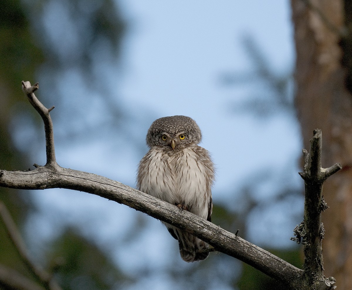Eurasian Pygmy-Owl - benny cottele