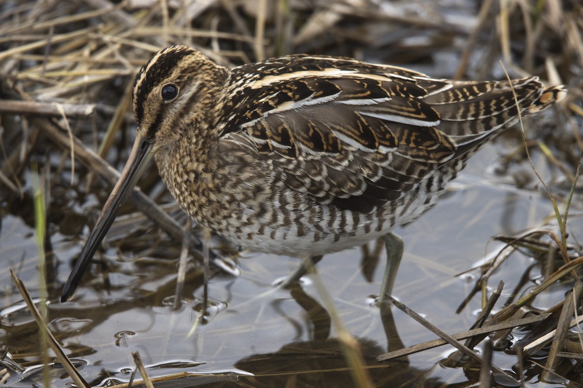 Common Snipe - ML291361101