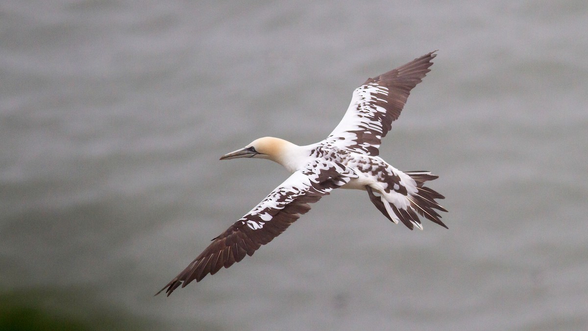 Northern Gannet - Rodney Baker