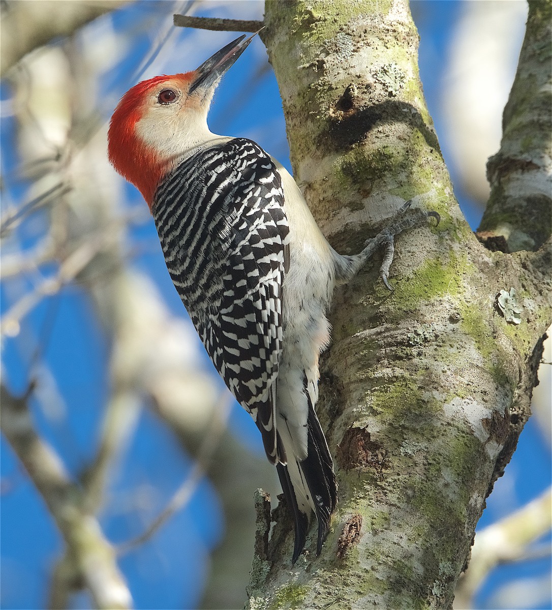 Red-bellied Woodpecker - Harlan Stewart