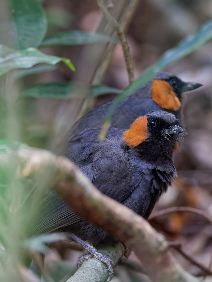 Rufous-cheeked Laughingthrush - ML291363011