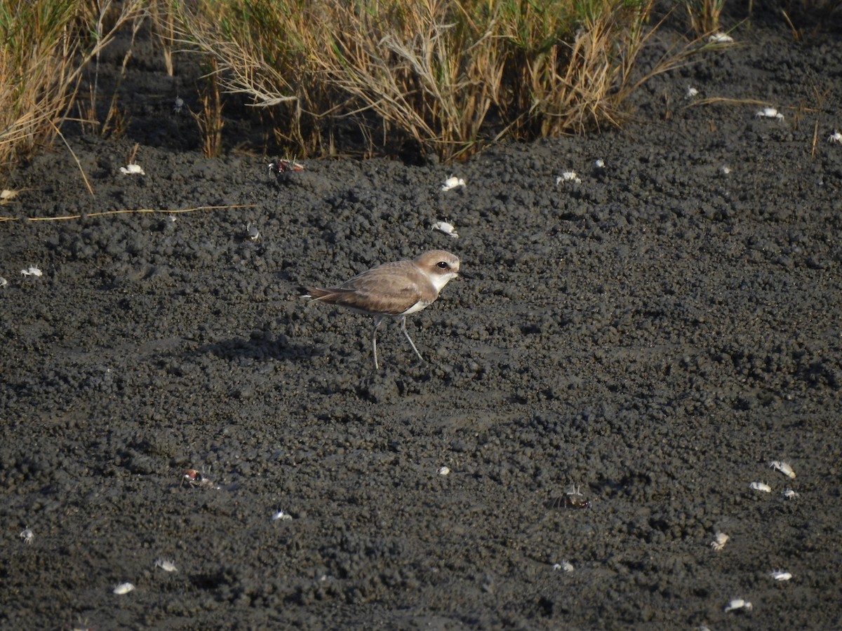 Siberian/Tibetan Sand-Plover - ML291364001