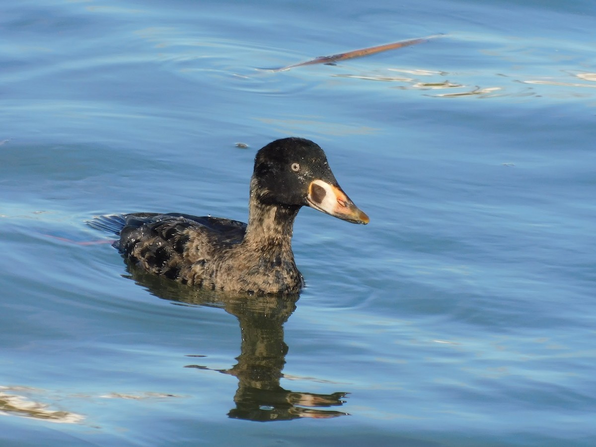 Surf Scoter - Adi Rao