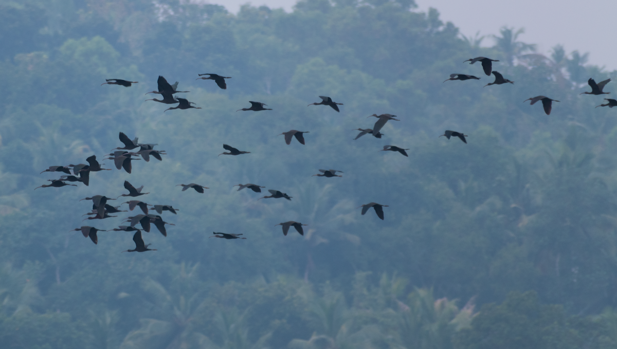 Glossy Ibis - NIRMAL GEORGE