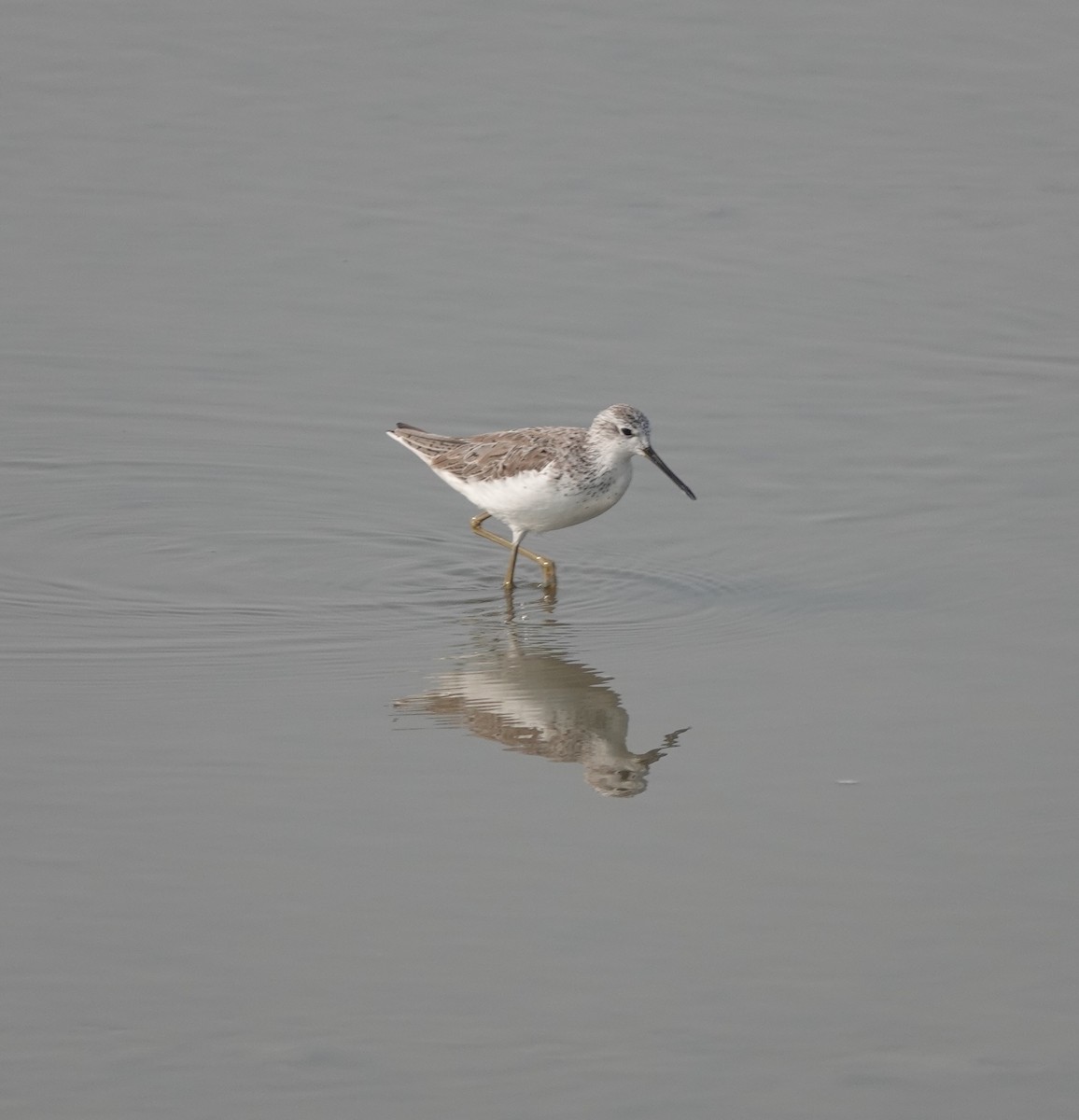 Marsh Sandpiper - Prof Chandan Singh Dalawat