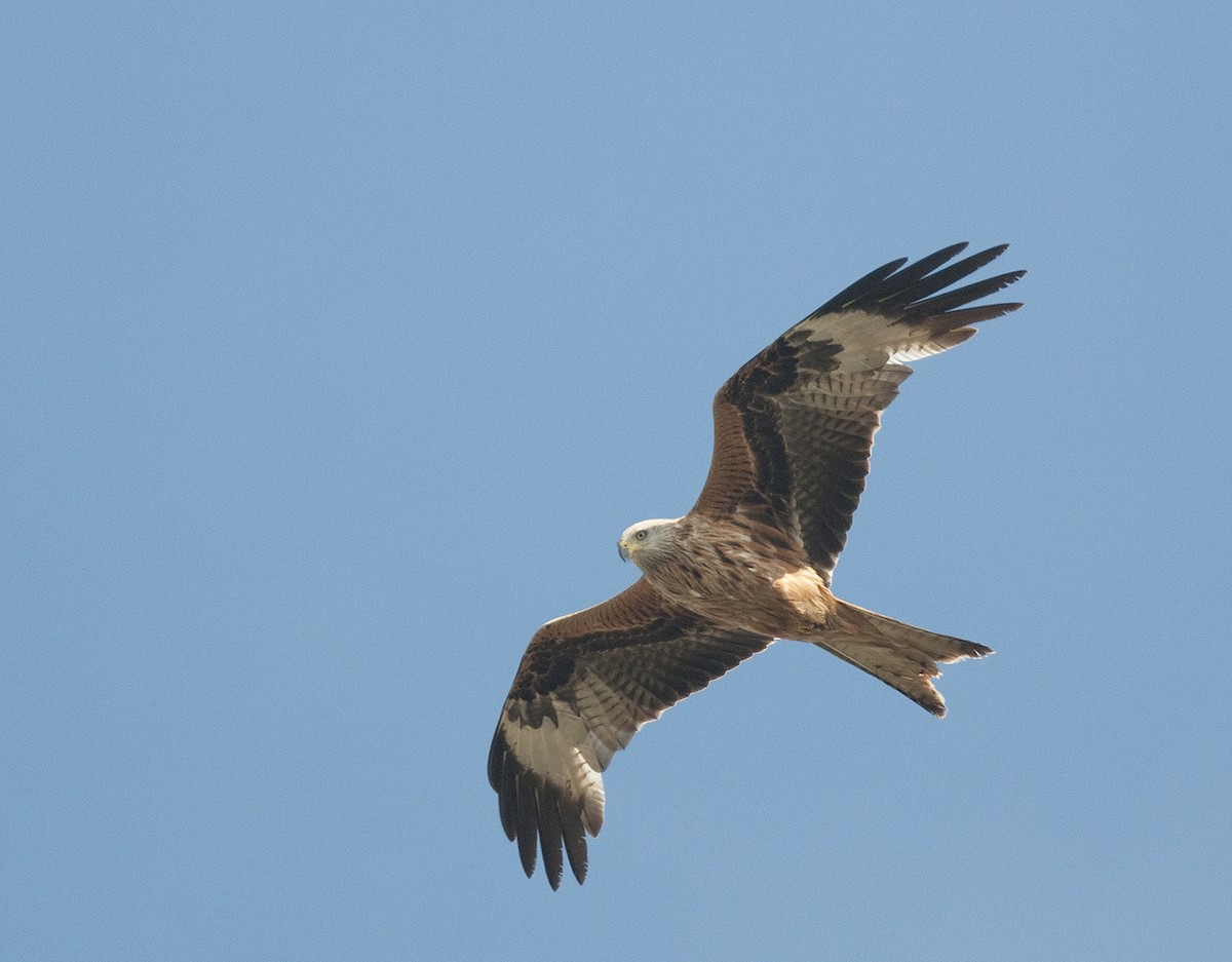 Red Kite - benny cottele