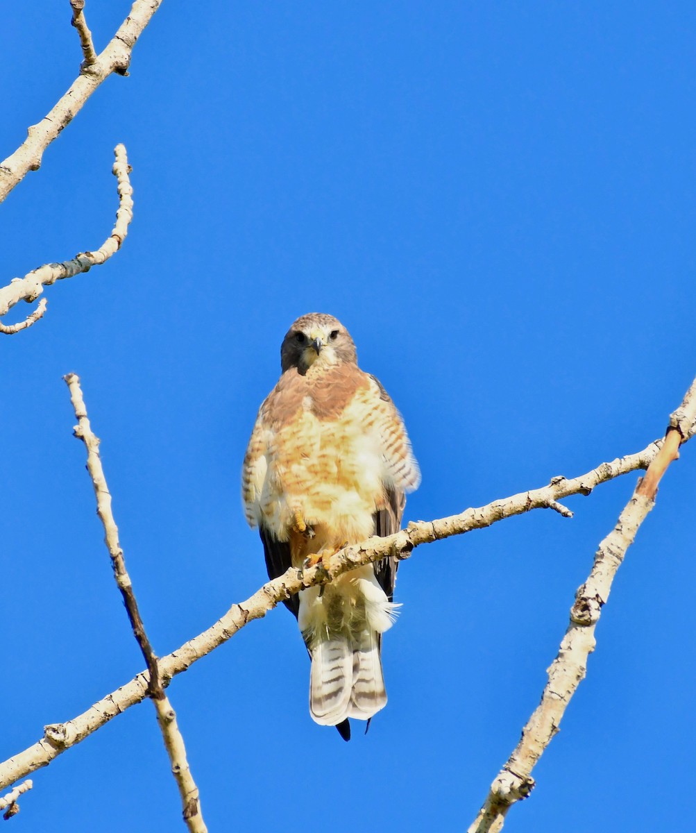 Swainson's Hawk - ML291372941