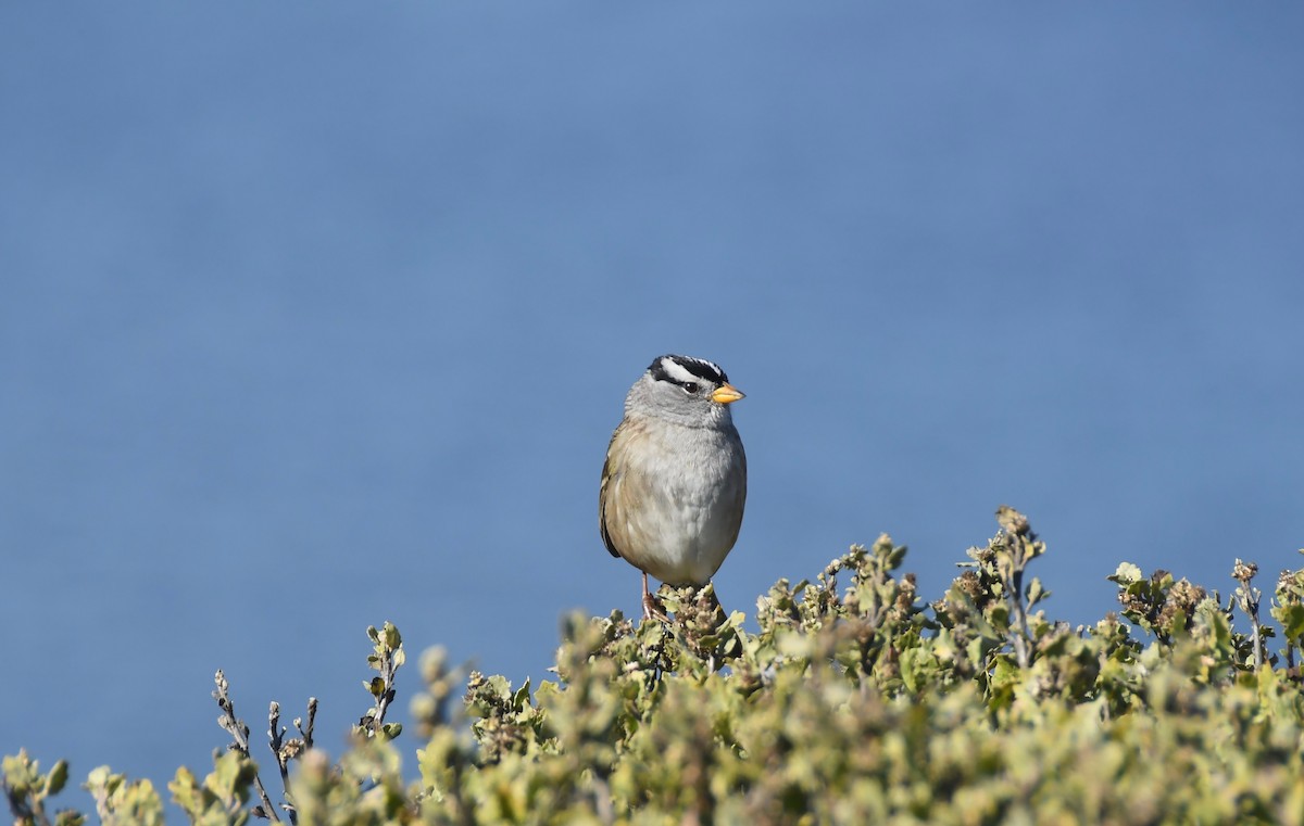 White-crowned Sparrow - Robert Snowden