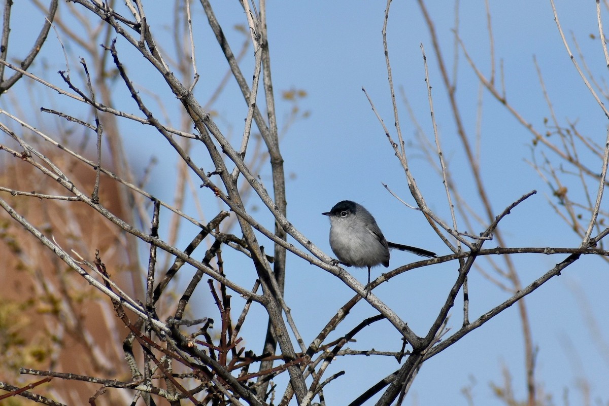 Black-tailed Gnatcatcher - ML291373331